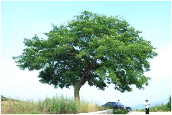日照三級古樹名木：百年皂莢樹冠如蓋