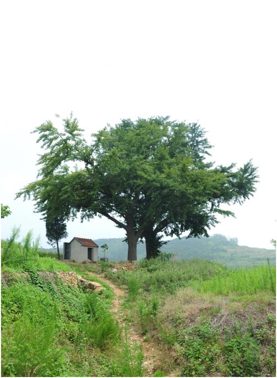 日照二級古樹名木：300年以上銀杏遍布東港