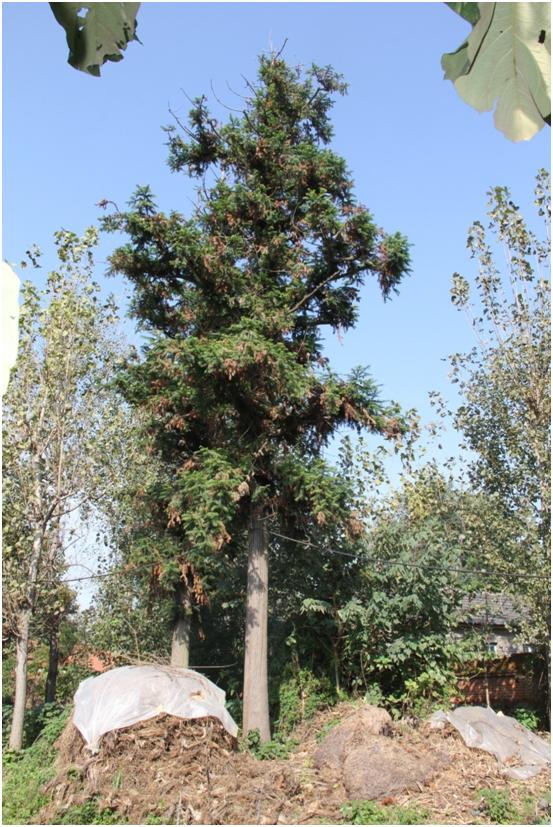 日照三級古樹名木：210年杉木古木參天