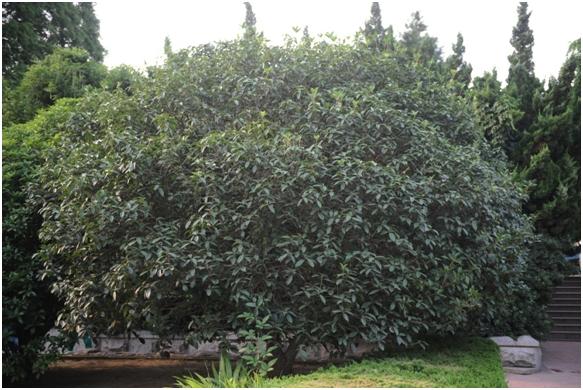 日照三級古樹名木：金桂銀桂花香飄千里