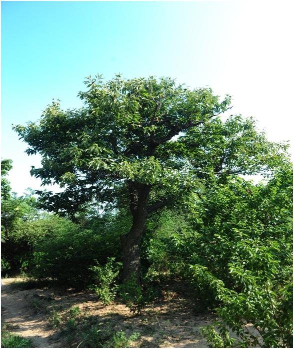 日照三級古樹名木：雌雄同株百年板栗