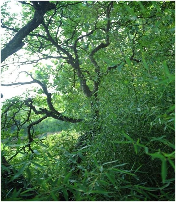 日照三級古樹名木：百年臭椿樹干通直高大