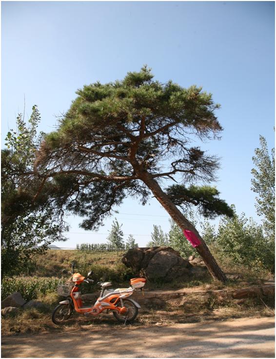 日照三級(jí)古樹(shù)名木：120年常綠喬木黑松