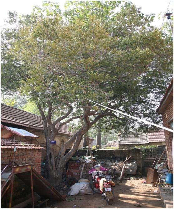 日照二級古樹名木：430年黃楊又稱萬年青