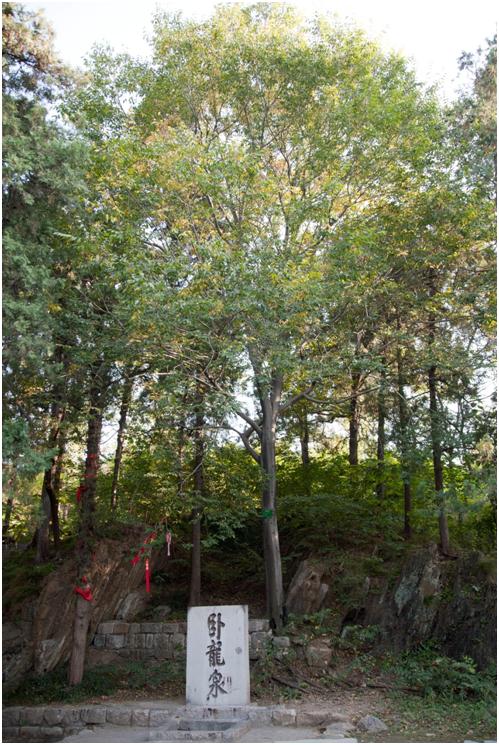 日照三級古樹名木：臥龍泉后車梁木