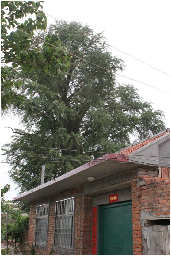 日照一級古樹名木：600年銀杏美名長壽樹