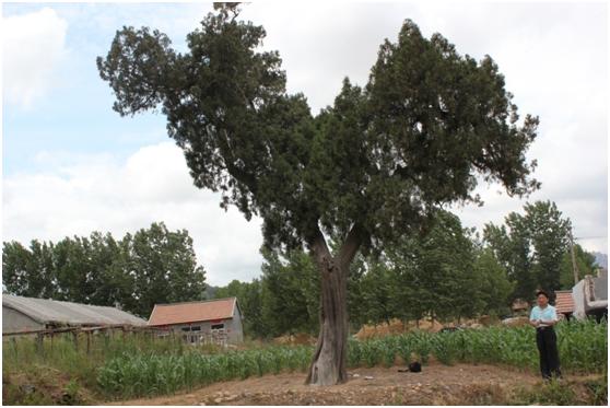 日照一級古樹名木：500年側(cè)柏高大優(yōu)美