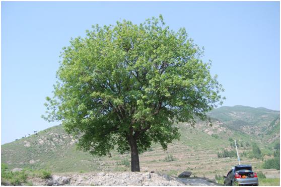 日照三級古樹名木：枝密葉繁黃連木遍布五蓮