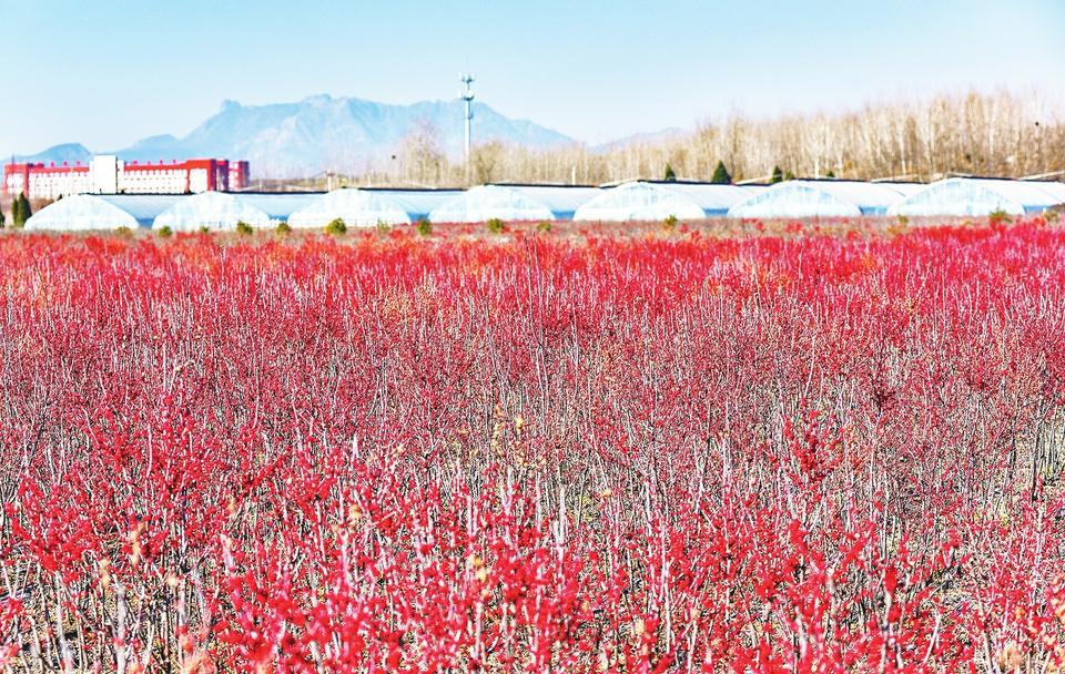 “火紅”產業助增收